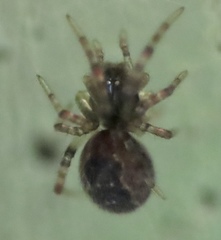 Anelosimus studiosus