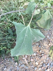 Cyclachaena xanthiifolia