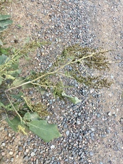 Cyclachaena xanthiifolia