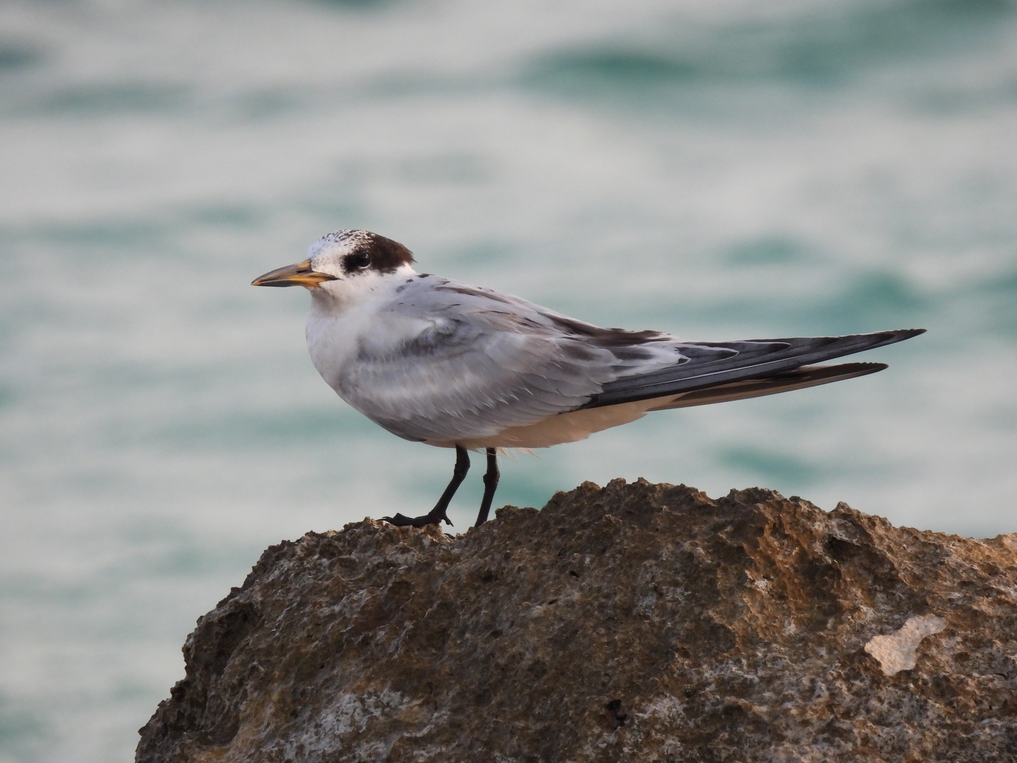 Sandwich Tern