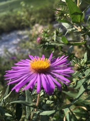 Symphyotrichum novae-angliae