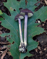 Entoloma violaceum