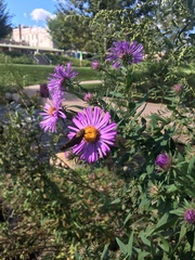 Symphyotrichum novae-angliae