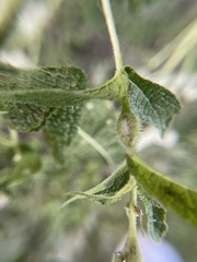 Neolasioptera perfoliata