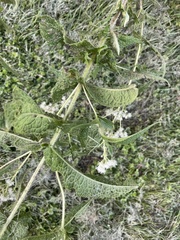 Neolasioptera perfoliata