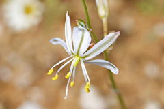 Chlorophytum rangei