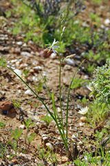Chlorophytum rangei