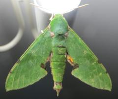 Euchloron megaera