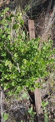 Baccharis