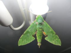 Euchloron megaera