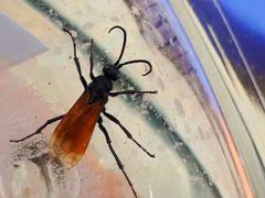 Calopompilus pyrrhomelas