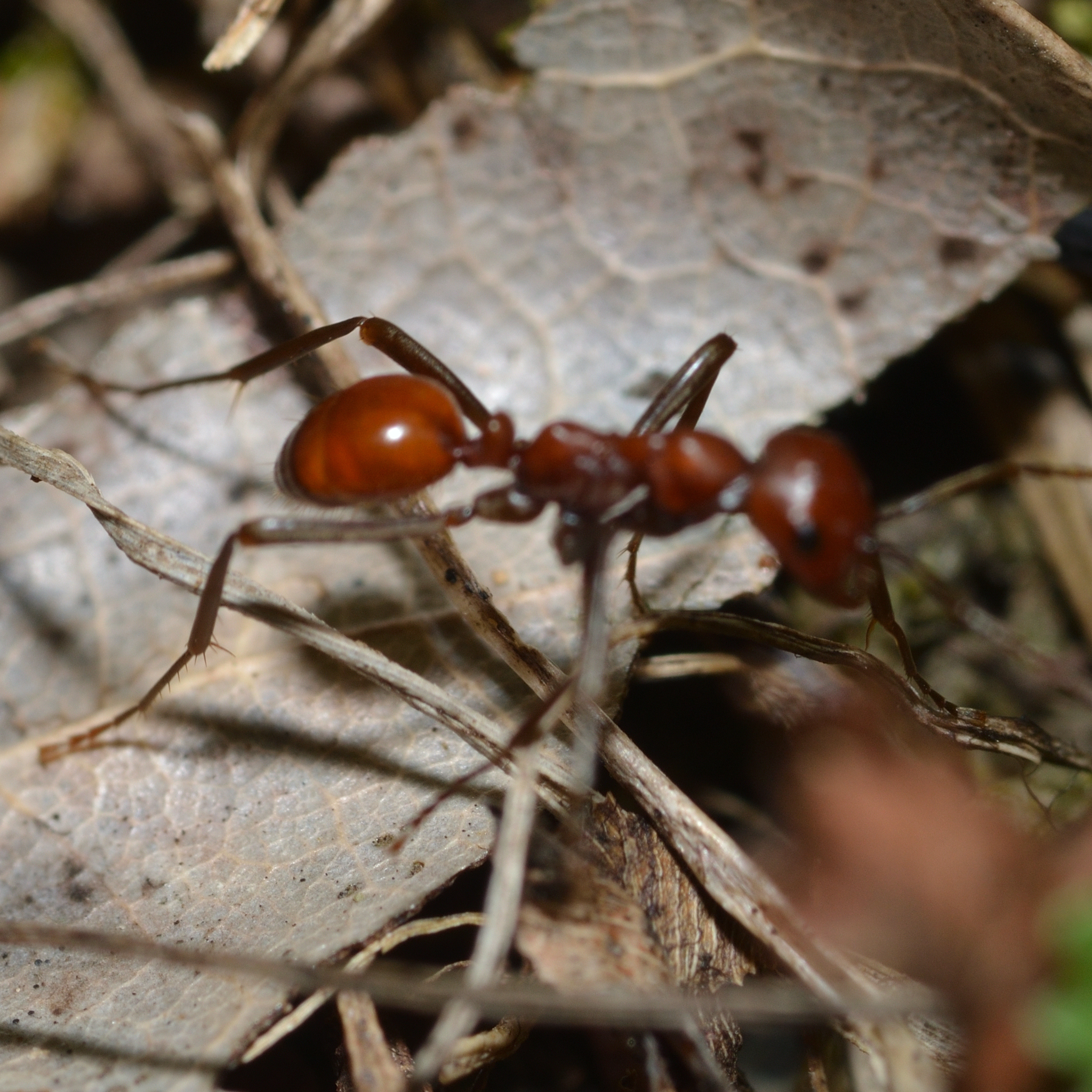 Polyergus ruber