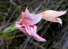 Gladiolus nigromontanus