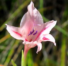 Gladiolus nigromontanus