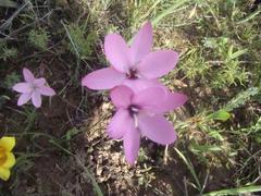 Hesperantha pauciflora