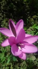 Hesperantha pauciflora