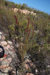 Rhodocoma fruticosa