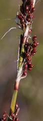 Rhodocoma fruticosa
