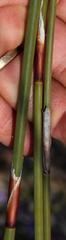 Rhodocoma fruticosa
