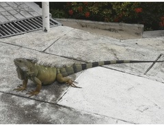 Iguana iguana