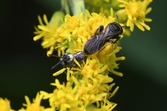 Protandrena andrenoides