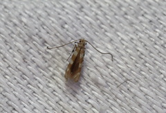 Acrocercops hedymopa