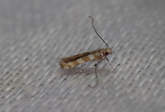 Acrocercops hedymopa