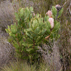 Protea speciosa
