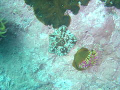 Parvulastra dyscrita