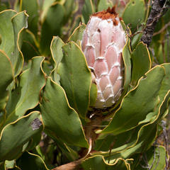 Protea speciosa