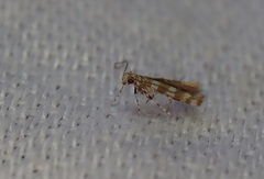 Acrocercops hedymopa