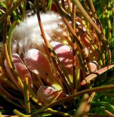 Protea montana