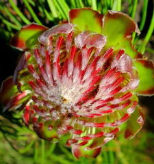 Protea montana