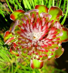 Protea montana
