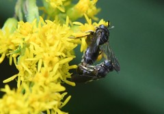 Protandrena andrenoides