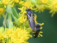 Protandrena andrenoides