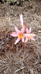 Zephyranthes advena