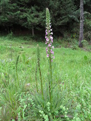 Pedicularis mexicana