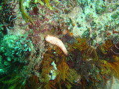 Thyone aurea
