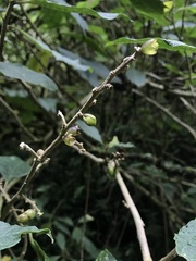 Cestrum petiolare