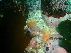 Thyone aurea