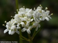 Galium baldense