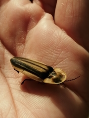 Cratomorphus signativentris