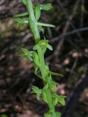 Platanthera michaelii