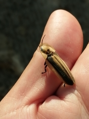 Cratomorphus signativentris