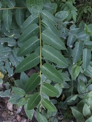 Phyllanthus salviifolius