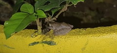 Pristimantis ramagii