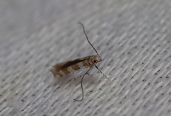 Acrocercops hedymopa