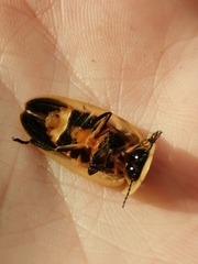 Cratomorphus signativentris