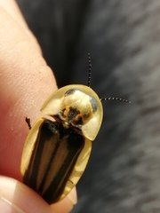 Cratomorphus signativentris